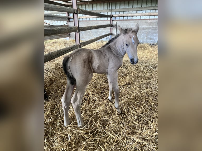 American Quarter Horse Stallion Foal (05/2026) Buckskin in Petit-Réderching