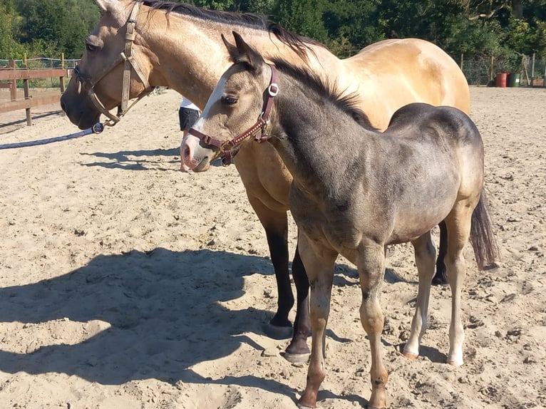 American Quarter Horse Stallion Foal (05/2025) Buckskin in Dilbeek