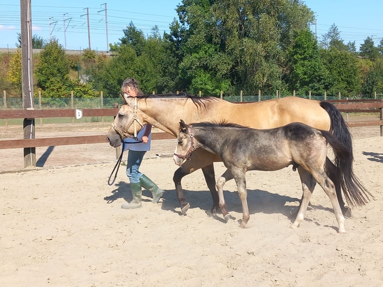 American Quarter Horse Stallion Foal (05/2025) Buckskin in Dilbeek