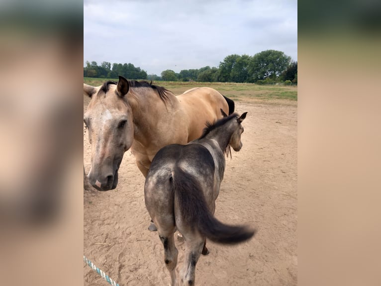 American Quarter Horse Stallion Foal (05/2025) Buckskin in Dilbeek