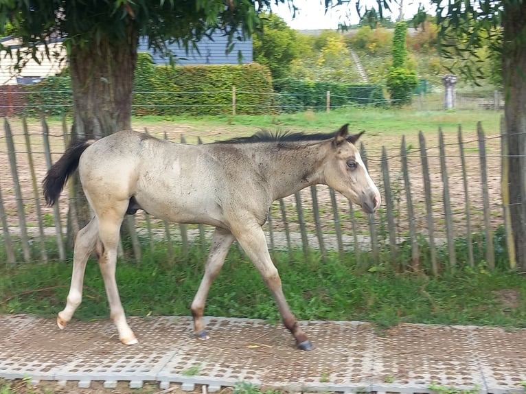 American Quarter Horse Stallion Foal (05/2025) Buckskin in Dilbeek