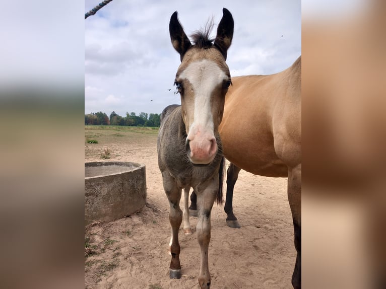 American Quarter Horse Stallion Foal (05/2025) Buckskin in Dilbeek