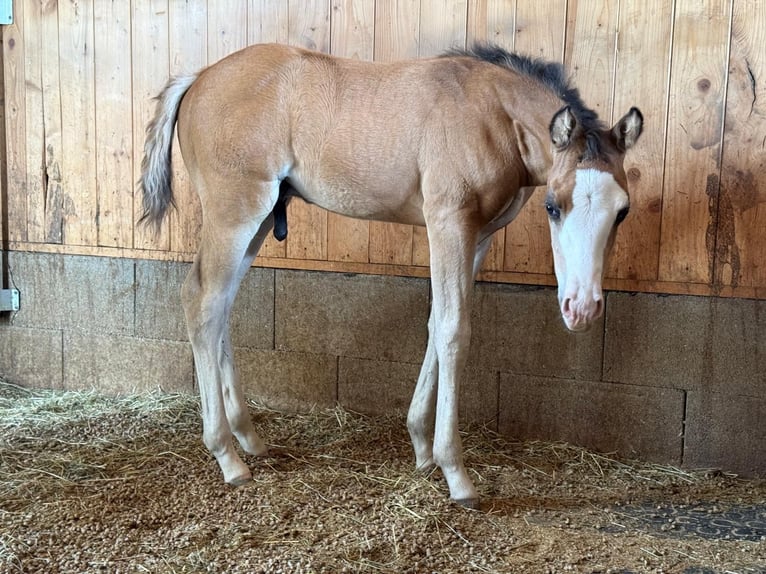 American Quarter Horse Stallion Foal (04/2026) Buckskin in Pram