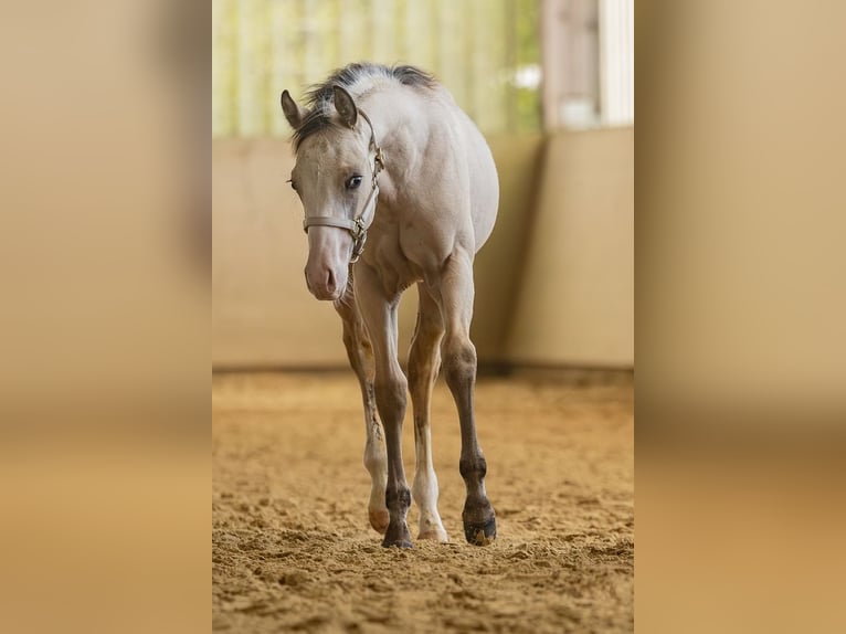 American Quarter Horse Stallion Foal (04/2025) Buckskin in Laubach