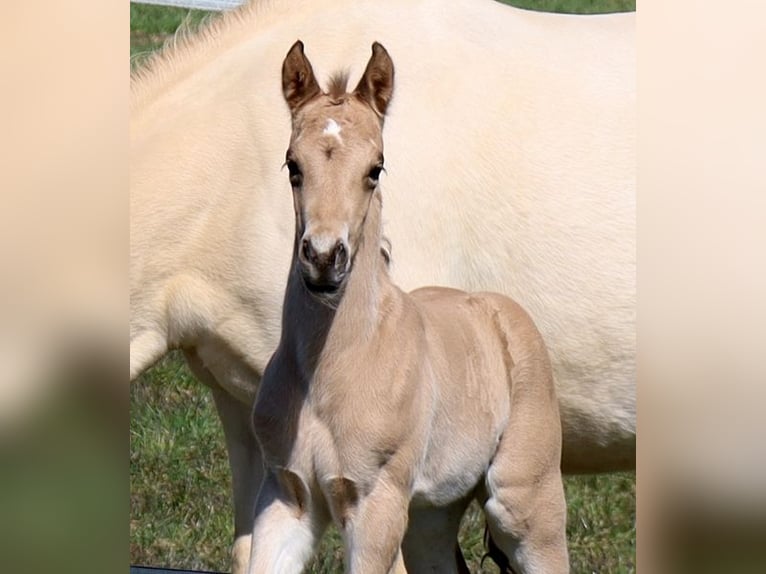 American Quarter Horse Stallion Foal (03/2026) Buckskin in Schlammersdorf-Moos