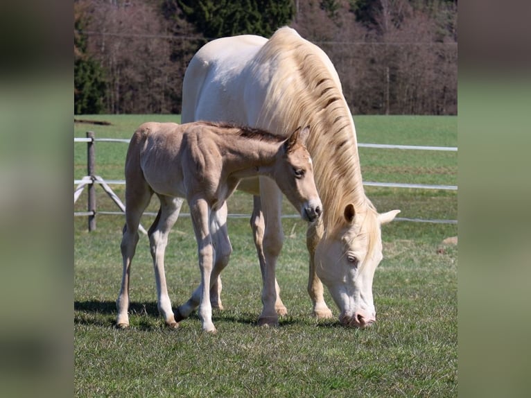 American Quarter Horse Stallion Foal (03/2026) Buckskin in Schlammersdorf-Moos