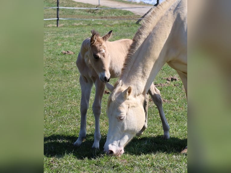 American Quarter Horse Stallion Foal (03/2026) Buckskin in Schlammersdorf-Moos