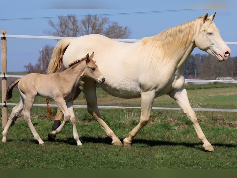 American Quarter Horse Stallion Foal (03/2026) Buckskin in Schlammersdorf-Moos