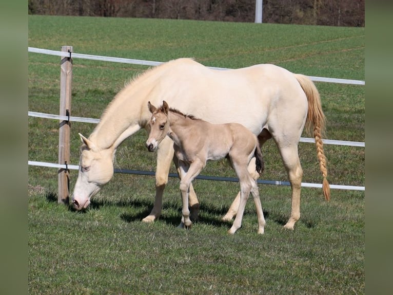 American Quarter Horse Stallion Foal (03/2026) Buckskin in Schlammersdorf-Moos