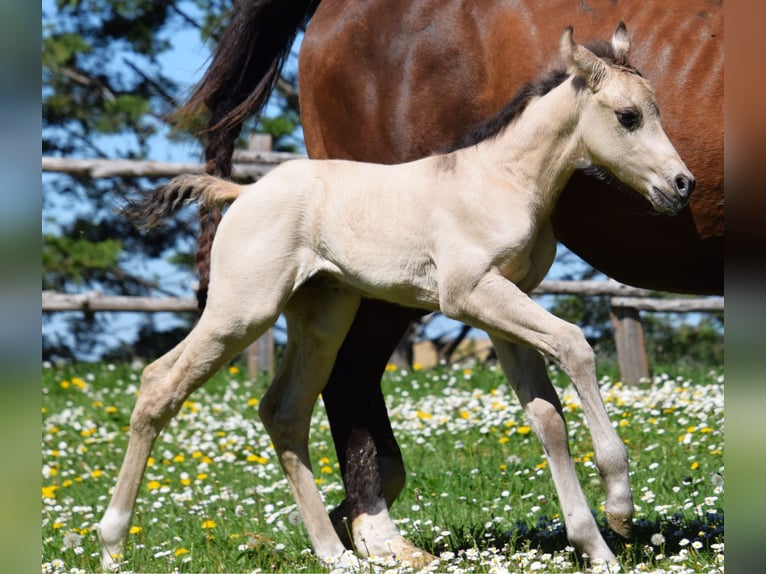 American Quarter Horse Stallion Foal (04/2026) Buckskin in villeneuve du latou