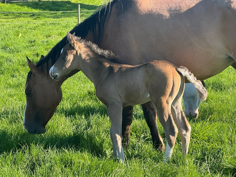 American Quarter Horse Stallion Foal (04/2026) Buckskin in Haselünne