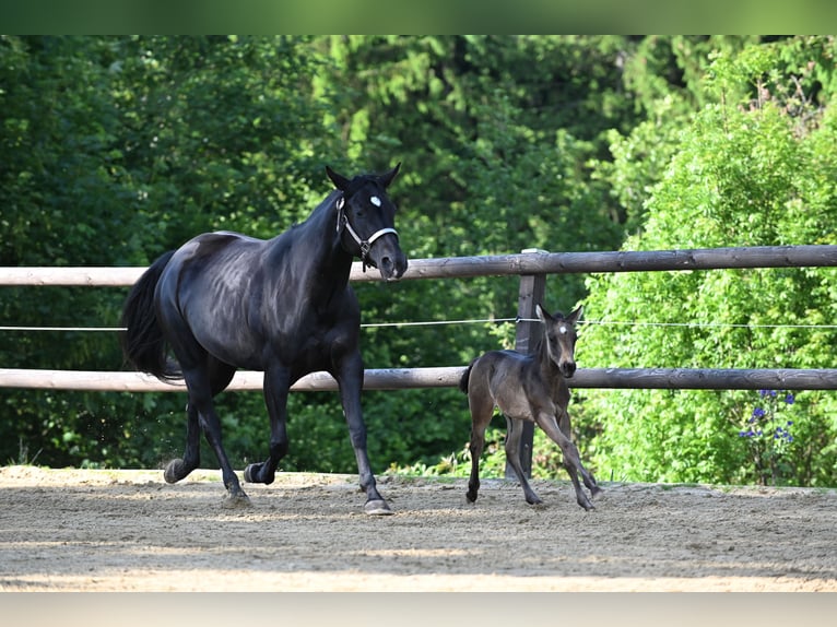 American Quarter Horse Stallion  Buckskin in Wilhelmsthal