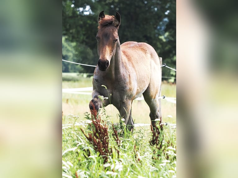 American Quarter Horse Stallion Foal (05/2025) Buckskin in Hagen im Bremischen