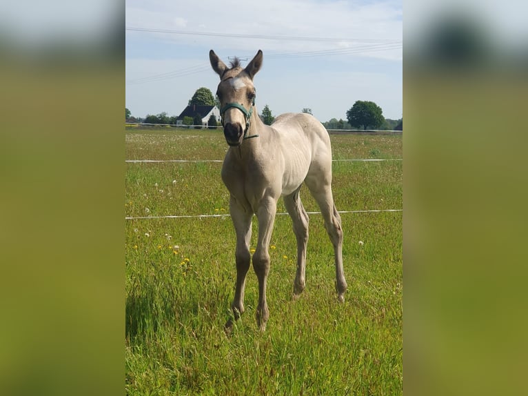 American Quarter Horse Stallion Foal (04/2026) Buckskin in Stemwede