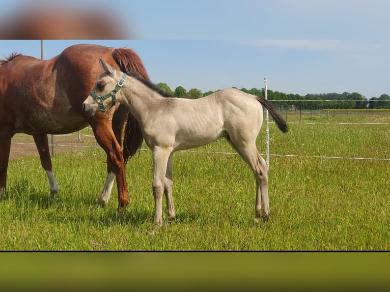 American Quarter Horse Stallion Foal (04/2026) Buckskin in Stemwede