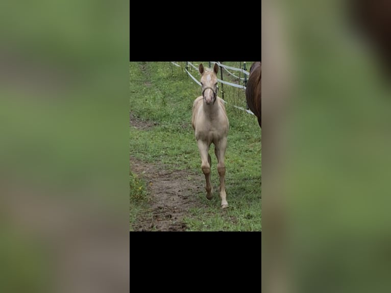 American Quarter Horse Stallion Foal (05/2025) Champagne in Waldkirchen