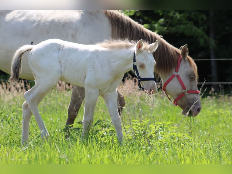 American Quarter Horse Stallion Foal (05/2026) Champagne in StabroekStabroek