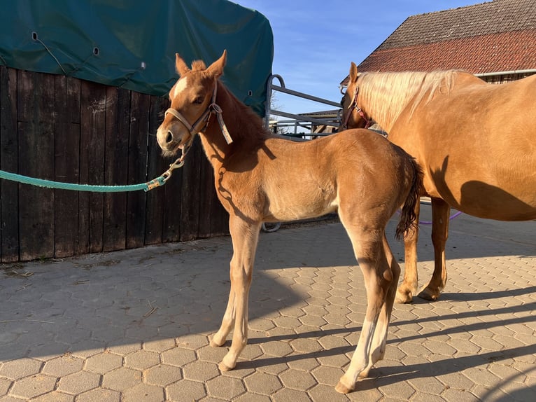 American Quarter Horse Stallion  Chestnut in Kirchenthumbach