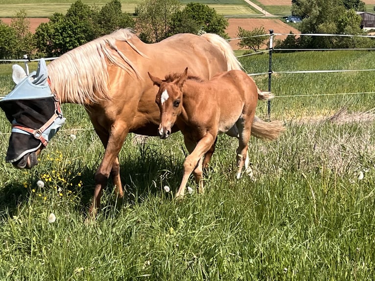 American Quarter Horse Stallion  Chestnut in Kirchenthumbach