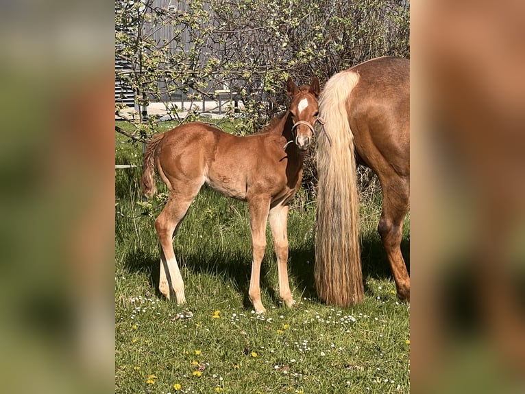 American Quarter Horse Stallion  Chestnut in Kirchenthumbach