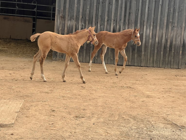 American Quarter Horse Stallion  Chestnut in Kirchenthumbach