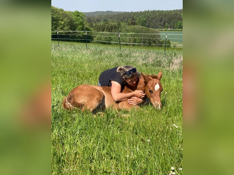American Quarter Horse Stallion  Chestnut in Kirchenthumbach