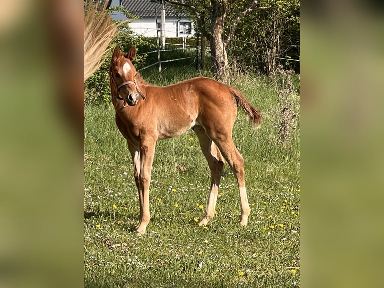 American Quarter Horse Stallion  Chestnut in Kirchenthumbach