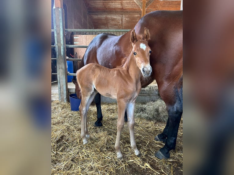 American Quarter Horse Stallion  Chestnut-Red in Tengen