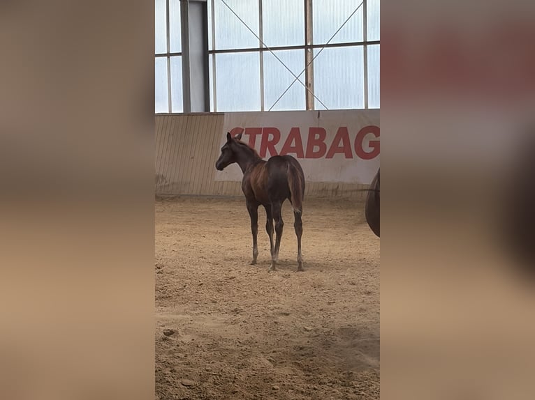 American Quarter Horse Stallion Foal (04/2026) Chestnut-Red in Arnbruck