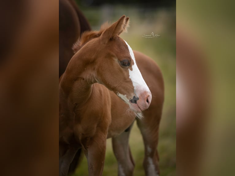 American Quarter Horse Stallion Foal (06/2025) Chestnut-Red in Altenkirchen