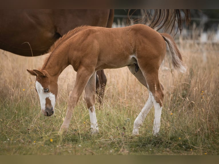 American Quarter Horse Stallion Foal (06/2025) Chestnut-Red in Altenkirchen