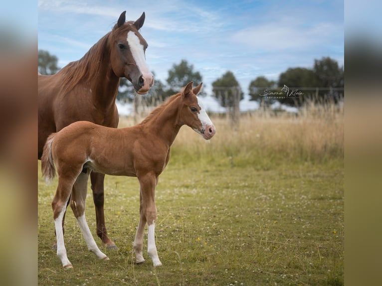 American Quarter Horse Stallion Foal (06/2025) Chestnut-Red in Altenkirchen