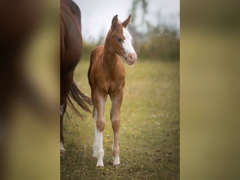 American Quarter Horse Stallion Foal (06/2025) Chestnut-Red in Altenkirchen