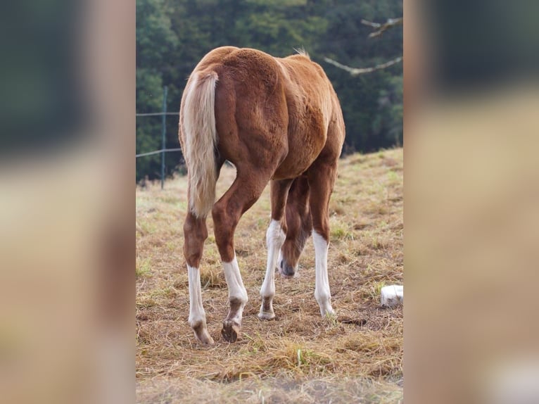 American Quarter Horse Stallion Foal (04/2024) Chestnut-Red in Weinähr