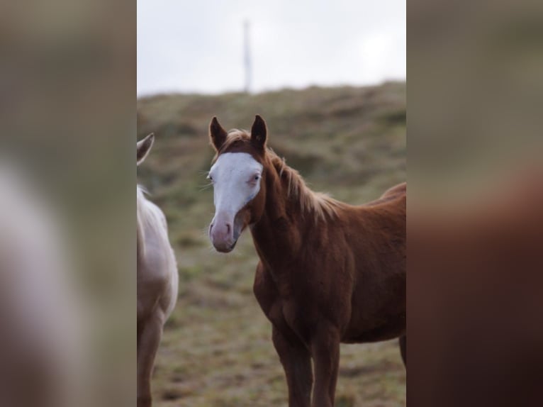 American Quarter Horse Stallion Foal (04/2024) Chestnut-Red in Weinähr