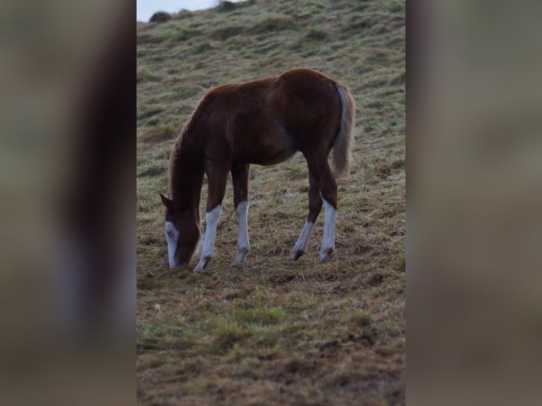 American Quarter Horse Stallion Foal (04/2024) Chestnut-Red in Weinähr