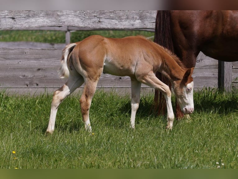 American Quarter Horse Stallion Foal (04/2024) Chestnut-Red in Weinähr