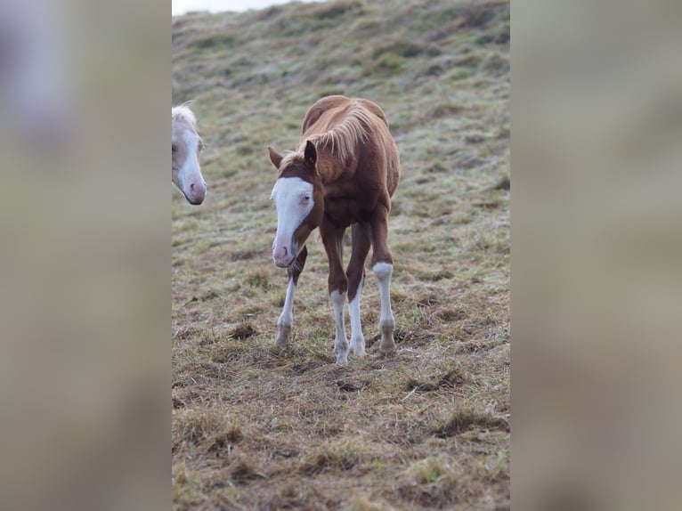 American Quarter Horse Stallion Foal (04/2024) Chestnut-Red in Weinähr