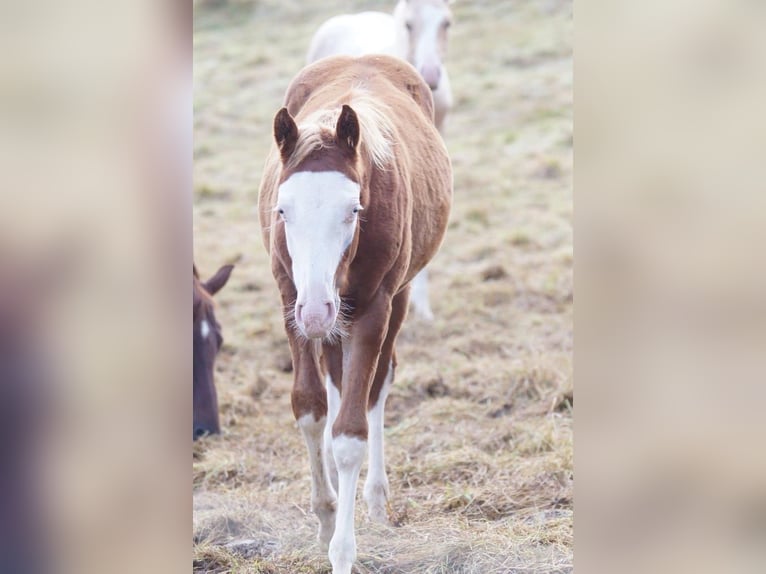 American Quarter Horse Stallion Foal (04/2024) Chestnut-Red in Weinähr