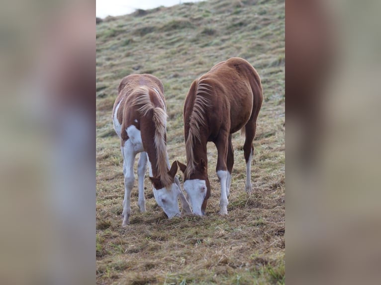 American Quarter Horse Stallion Foal (04/2024) Chestnut-Red in Weinähr