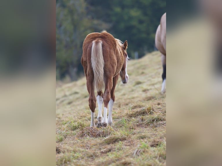 American Quarter Horse Stallion Foal (04/2024) Chestnut-Red in Weinähr