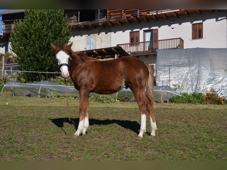 American Quarter Horse Stallion Foal (05/2024) Chestnut-Red in Borgo Valsugana