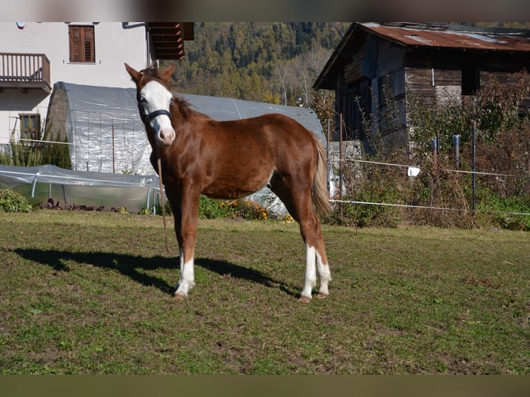 American Quarter Horse Stallion Foal (05/2024) Chestnut-Red in Borgo Valsugana