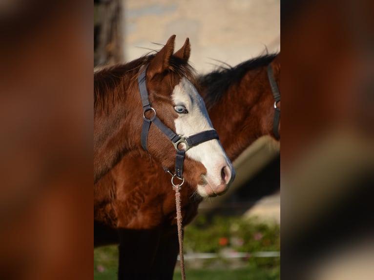 American Quarter Horse Stallion Foal (05/2024) Chestnut-Red in Borgo Valsugana