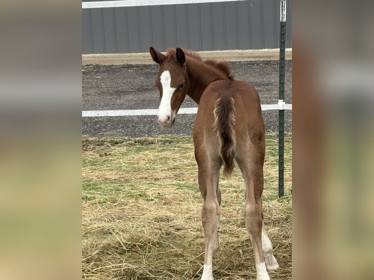 American Quarter Horse Stallion Foal (04/2026) Chestnut-Red in Woodruff