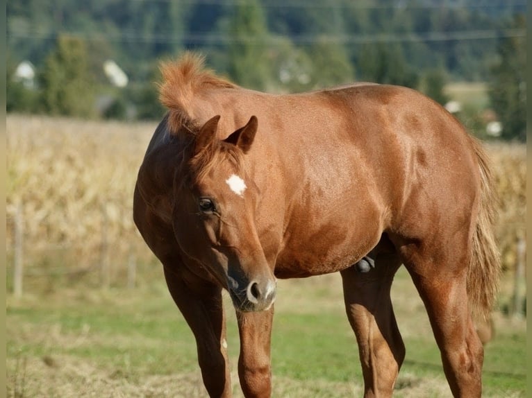 American Quarter Horse Stallion Foal (05/2026) Chestnut-Red in Deutschlandsberg