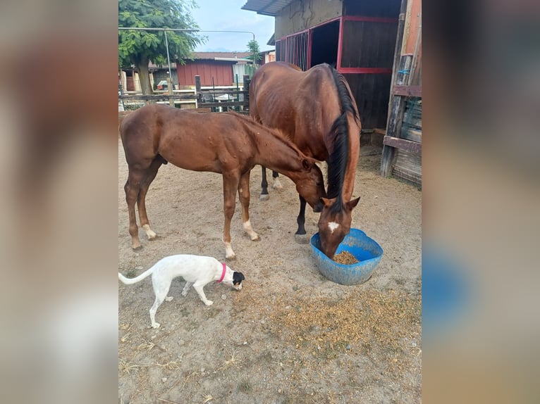 American Quarter Horse Stallion Foal (04/2024) Chestnut-Red in Palazzo Canavese