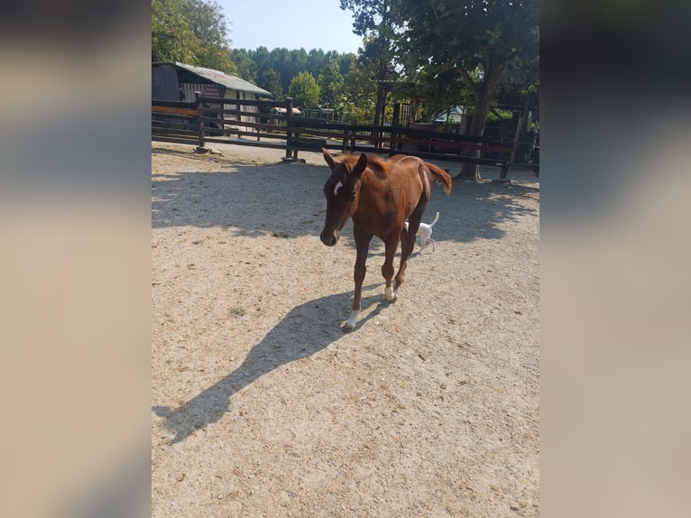 American Quarter Horse Stallion Foal (04/2024) Chestnut-Red in Palazzo Canavese