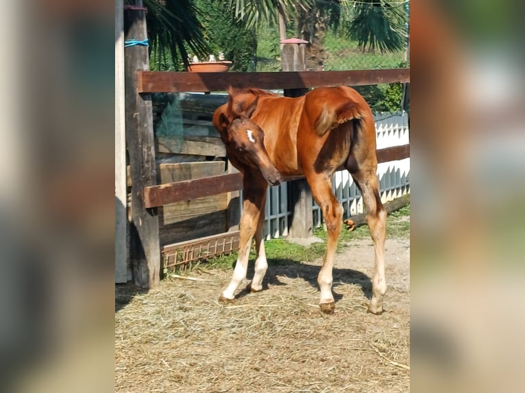 American Quarter Horse Stallion Foal (04/2024) Chestnut-Red in Palazzo Canavese