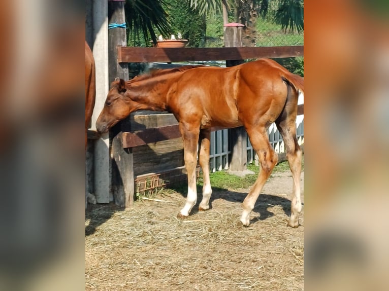 American Quarter Horse Stallion Foal (04/2024) Chestnut-Red in Palazzo Canavese